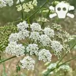 Blüten des Gefleckter Schierling