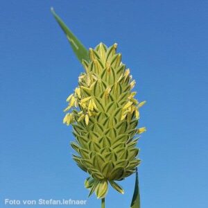 Blüten des Kanariengras