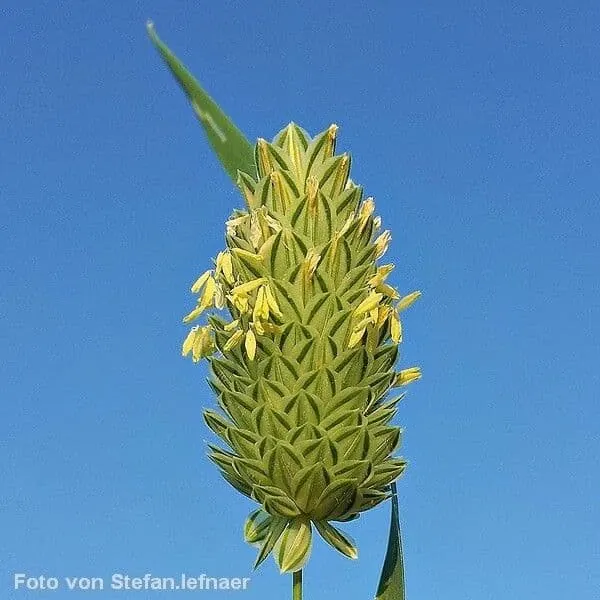 Blüten des Kanariengrases