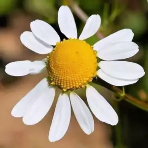 Blüte der Kamille