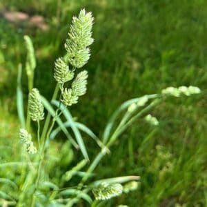 Ähre des Knäuelgrases