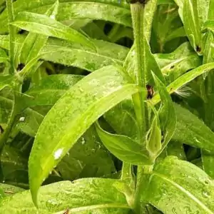 Blätter der Kornblume