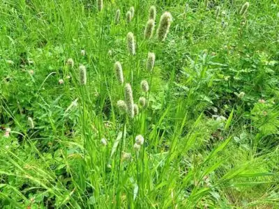 Wiesen-Lieschgras