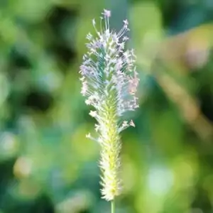 Blüten des Wiesen-Lieschgrases