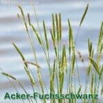 Süßgras: Acker-Fuchsschwanz (Alopecurus myosuroides)