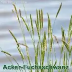 Süßgras: Acker-Fuchsschwanz (Alopecurus myosuroides)