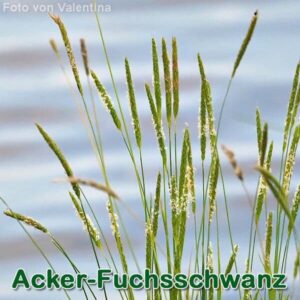 Ackerfuchsschwanz