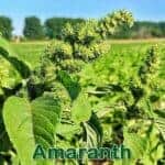 Futterpflanze: rauhaarige Amaranth bzw. Krumme Fuchsschwanz (Amaranthus retroflexus)