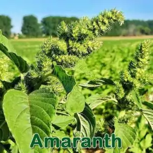 Futterpflanze: rauhaarige Amaranth bzw. Krumme Fuchsschwanz (Amaranthus retroflexus)