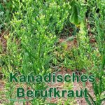 Futterpflanze: Kanadische Berufkraut (Conyza canadensis)
