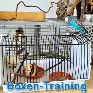 Gastbeitrag: Boxen-Training für Wellensittiche