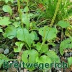 Breitwegerich bzw. Groรen Wegerich (Plantago major)