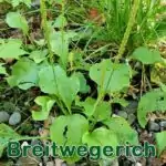 Breitwegerich bzw. Großen Wegerich (Plantago major)