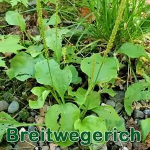 Breitwegerich bzw. Großen Wegerich (Plantago major)