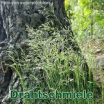 Süßgras: Drahtschmiele (Avenella flexuosa)