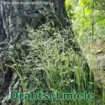 Süßgras: Drahtschmiele (Avenella flexuosa)