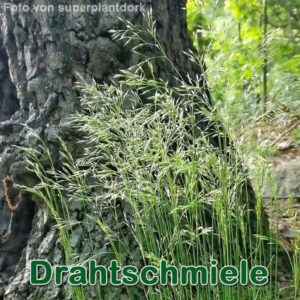Drahtschmiele