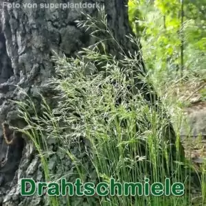 Süßgras: Drahtschmiele (Avenella flexuosa)