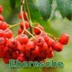 Futterpflanze: Eberesche (Sorbus aucuparia)