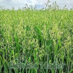 Futterpflanze: Echte Hafer bzw. Saat-Hafer (Avena sativa)