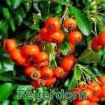 Futterpflanze: Feuerdorns (Pyracantha coccinea)