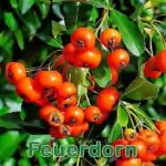 Futterpflanze: Feuerdorns (Pyracantha coccinea)