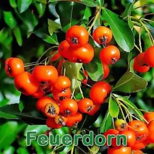 Futterpflanze: Feuerdorns (Pyracantha coccinea)