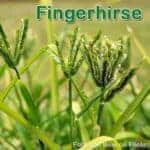Süßgras: Fingerhirse (Eleusine coracana)