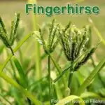 Süßgras: Fingerhirse (Eleusine coracana)