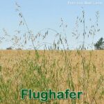 Süßgras: Flughafer (Avena fatua)