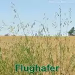 Süßgras: Flughafer (Avena fatua)