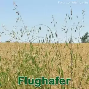 Süßgras: Flughafer (Avena fatua)