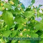 Futterpflanze Franzosenkraut bzw. Kleinblütige Knopfkraut (Galinsoga parviflora) und Behaarte Knopfkraut (Galinsoga ciliata)