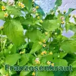 Futterpflanze Franzosenkraut bzw. Kleinblütige Knopfkraut (Galinsoga parviflora) und Behaarte Knopfkraut (Galinsoga ciliata)