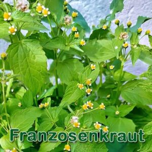 Franzosenkraut