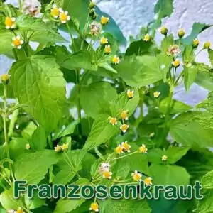 Futterpflanze Franzosenkraut bzw. Kleinblütige Knopfkraut (Galinsoga parviflora) und Behaarte Knopfkraut (Galinsoga ciliata)