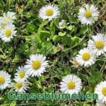 Futterpflanze: Gänseblümchen (Bellis perennis)