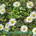 Futterpflanze: Gänseblümchen (Bellis perennis)