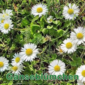 Gänseblümchen