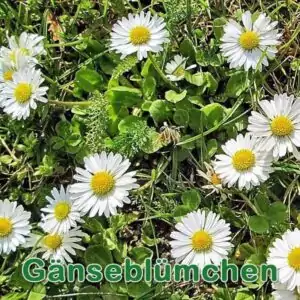 Futterpflanze: Gänseblümchen (Bellis perennis)