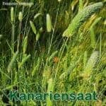 Süßgras: Kanariengras bzw. Glanzgras (Phalaris canariensis)