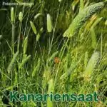 Süßgras: Kanariengras bzw. Glanzgras (Phalaris canariensis)