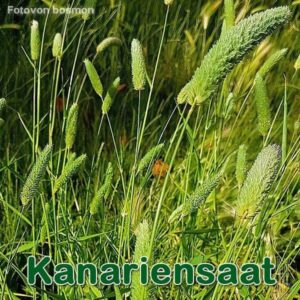 Kanariengras