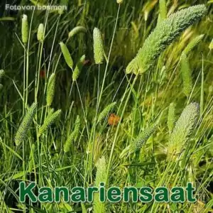 Süßgras: Kanariengras bzw. Glanzgras (Phalaris canariensis)