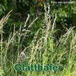 Süßgras: Gewöhnliche Glatthafer bzw. Französisches Raygras (Arrhenatherum elatius)
