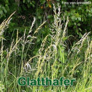 Gewöhnlicher Glatthafer