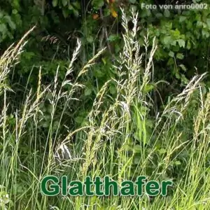 Süßgras: Gewöhnliche Glatthafer bzw. Französisches Raygras (Arrhenatherum elatius)