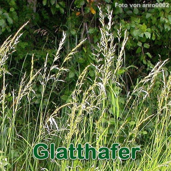 saatgut pferdeweide kruter MRS Seeds & Mixtures Krutermischung Pferdeweide  Mulder Retail B.V