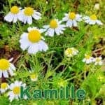 Futterpflanze: Echte Kamille (Matricaria chamomilla)