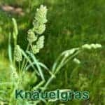 Gräser: Knäuelgras bzw. Knaulgras (Dactylis glomerata)